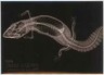 2024 Topps Allen & Ginter Oregon Zoo X-Ray #XR-15 Fat-Tailed Gecko