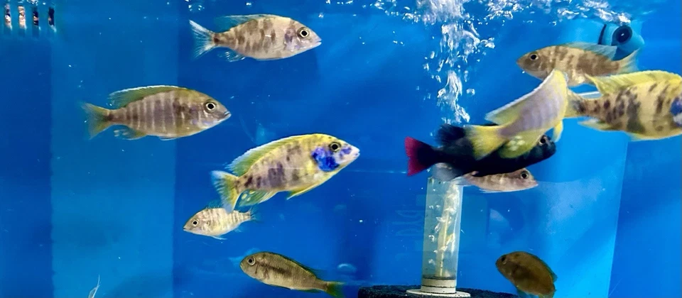 Live Fish Show Quality Breeding Pair OB Sunshine Peacock African Cichlid - Image 2 of 4