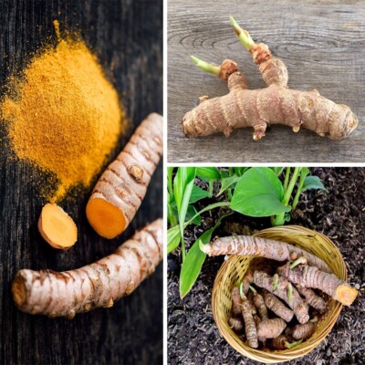 Turmeric Plant or Curcuma Longa Stock Image - Image of turmeric, backyard: 288836685