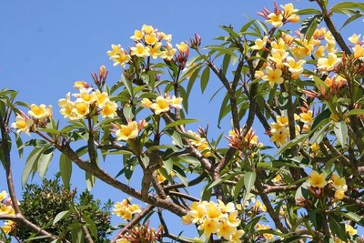 Semi Di Plumeria (Frangipani) Varietà 'Dao Den' - 4 Semi Per Coltivazione, Pianta Tropicale Profumata