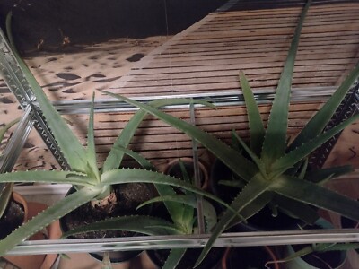 Aloe Vera Blatt Barbadensis Miller