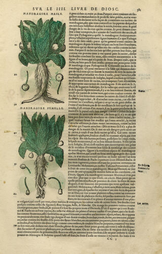 Antique Print-Botany-Mandrake-Wolfsbane-Mattioli-p. 581-Anonymous-1572 - Picture 1 of 4