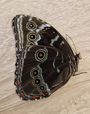 MORPHO PELEIDES