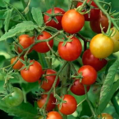 Tomato Seeds Marjushka red tomatoes organic non gmo Ukraine 20 seeds D