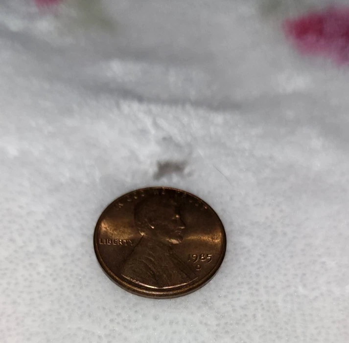 Manta SIMPLY SHABBY CHIC Doble 1 CAPA Rosa Floral Borde Satinado (pequeña rasgadura) 68X88 Foto 2 de 4