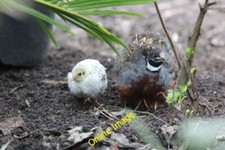 Foto 6x4 codornices en Stratford-upon-Avon Butterfly Farm c2014
