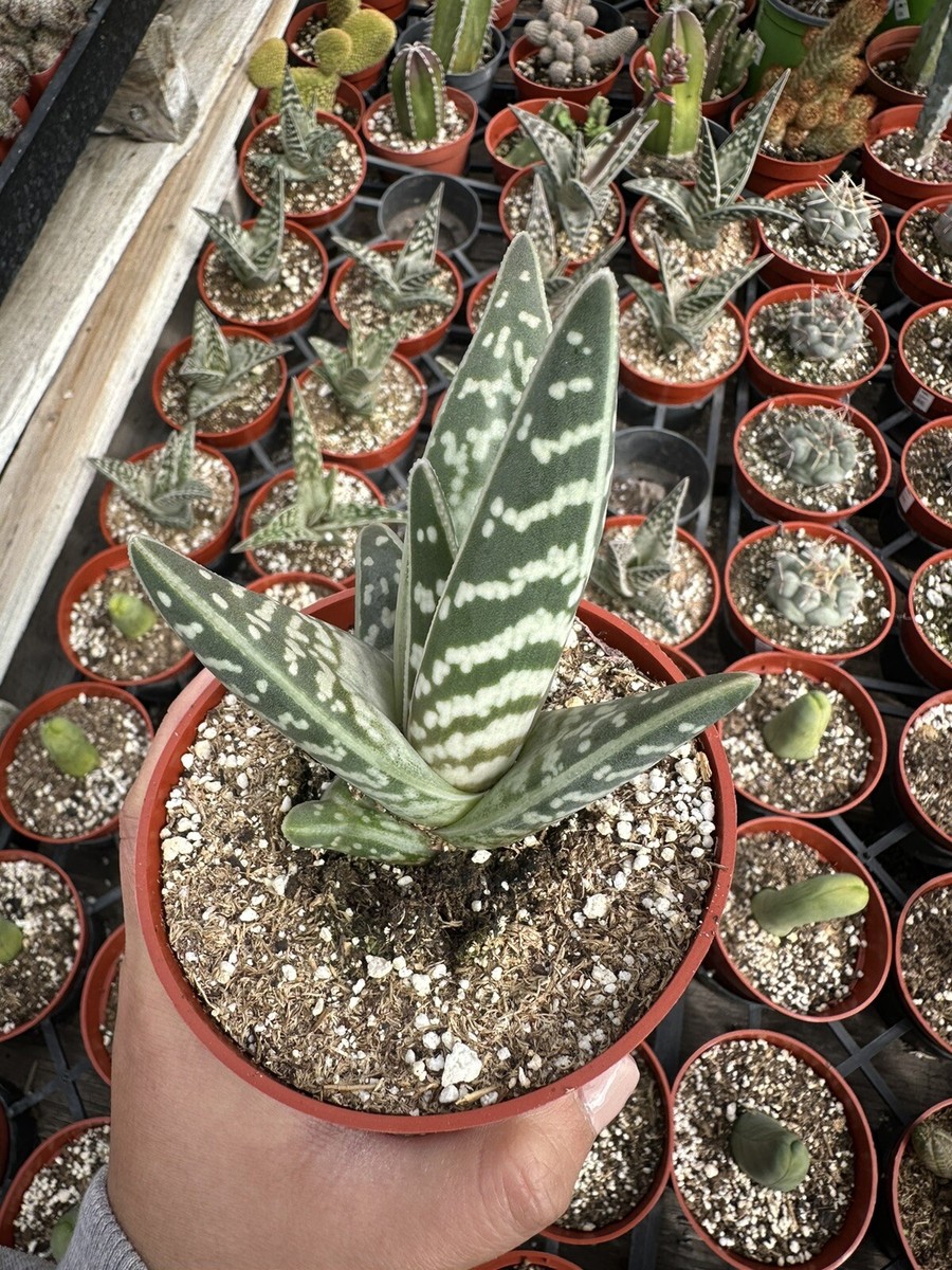 variegated agave Variegated Century Plant Agave main image 0