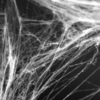Halloween Spinnennetz Weiß 60G Mit Schwarzen Deko-Spinnen Party-Deko