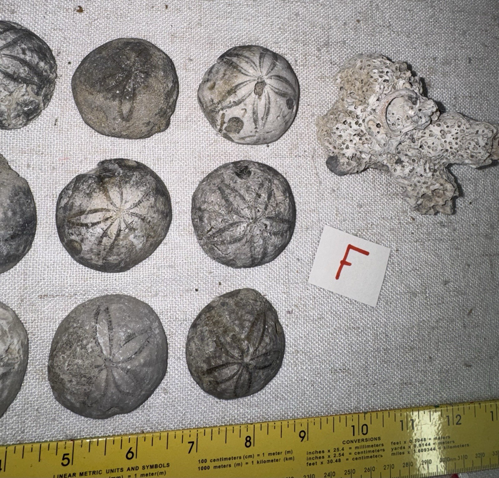 All Sea Shell Lot Of 13 Fossilized Sea Biscuit Shells Coral Fossils NC Beach LOT F | eBay