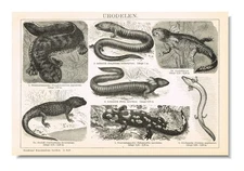 URODELA Salamander Axolotl Newt Original 19th Century Engraving 1896
