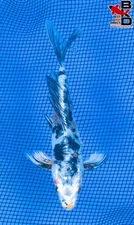 6" BUTTERFLY DOITSU YAMATO NISHIKI Live Koi Fish Garden Pond 10/6