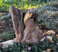 Large Driftwood Manzanita 9" Aquascape Aquarium Terrarium Home Decor Bonsai