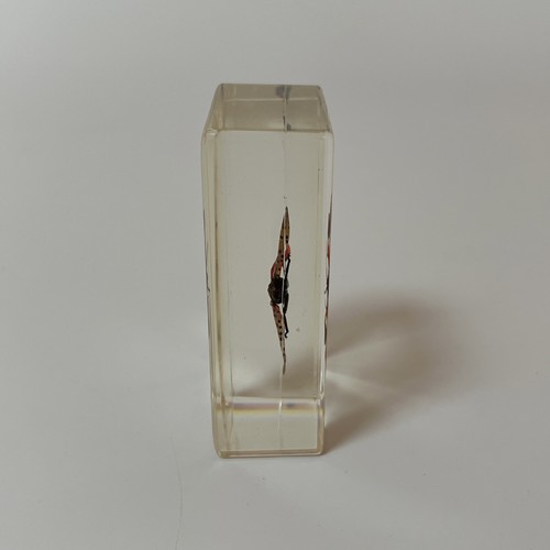 Echte Käfer und Insekten Taxidermie exotische Planthopper Glas Harz Block - Bild 3 von 11