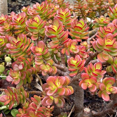 Crosby's Compact Dwarf Baby Jade Plant-Crassula Ovata Compacta 5+" Cuttings  | eBay