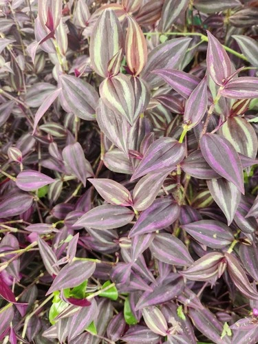 Wandering Jew 30 Cuttings / 3-4 Variety