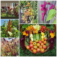 Amaranth Mixed Seeds 50 Organic Seeds