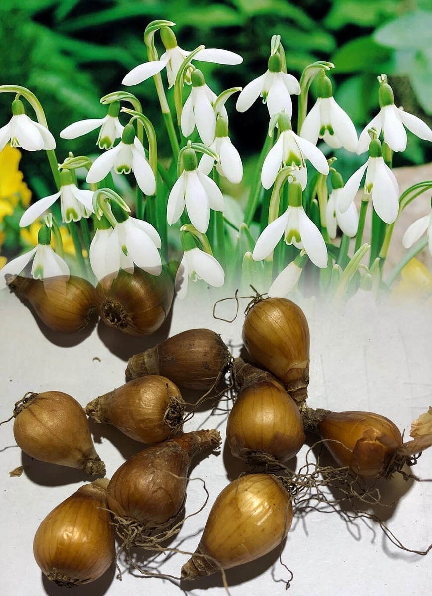 Snowdrop bulbs sale