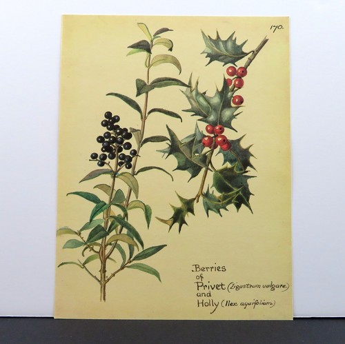 Edith Holden HOLLY and PRIVET BERRIES vintage repro 1906 botanical print - Picture 3 of 3