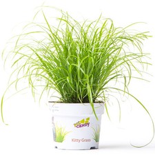 Cyperus Zumula - Cat Grass | Cat Friendly Indoor House Plant (20-30cm Incl Pot)