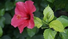 Dry Organic HIBISCUS Leaves GUDHAL leaf Herbal Tea For Healthy Life Hair Care50g