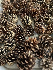 100 Natural Pine Fir Cones mixed sizes sourced from UK