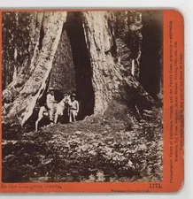 1171. Galen Clark on Horse Back Mariposa Grove CA Watkins Stereoview c1870
