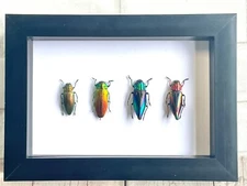 4 x Jewel Beetle Collection Buprestidae Deep Box Frame Display Case Insect Bug