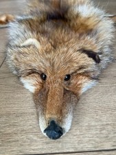 PEAU DE RENARD ROUX / FOURRURE / FOX FUR 