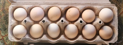 #ad 12 Silky  Fertile Chicken Eggs for hatching some will be frizzles $29.00