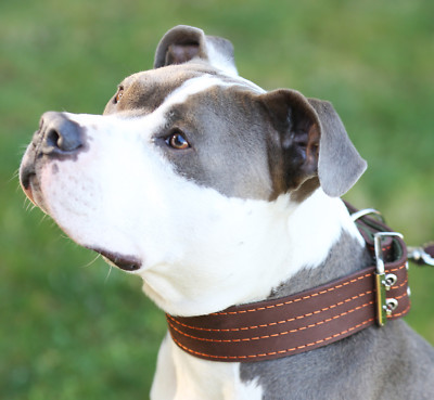 Genuine Leather Dog Collar, Padded, 1.5'' Wide. Fits 14''-18'' Neck Size, Amstaff