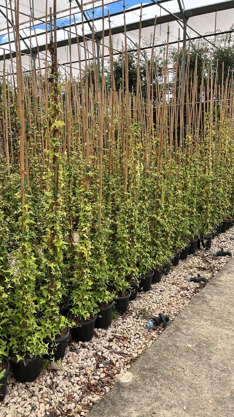 EDERA HELIX SAGITTIFOLIA 1 metro (vaso da 3 L) - FOTO REALI