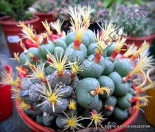 RARE CONOPHYTUM UVAEFORME exotic cactus living stones mesemb cacti seed 15 SEEDS