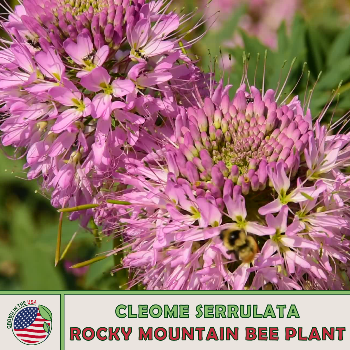200 Rocky Mountain Bee Plant Seeds, Cleome serrulata, Bee & Pollinator  Attractor | eBay