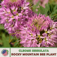 200 Rocky Mountain Bee Plant Seeds, Cleome serrulata, Bee & Pollinator Attractor
