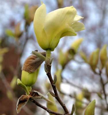 der MAGNOLIE Baum bringt Blütenfreude im Frühling winterhart Gartenbaum.