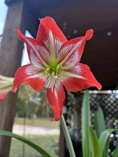 Organic Red Star Amaryllis Plant Florida Grown