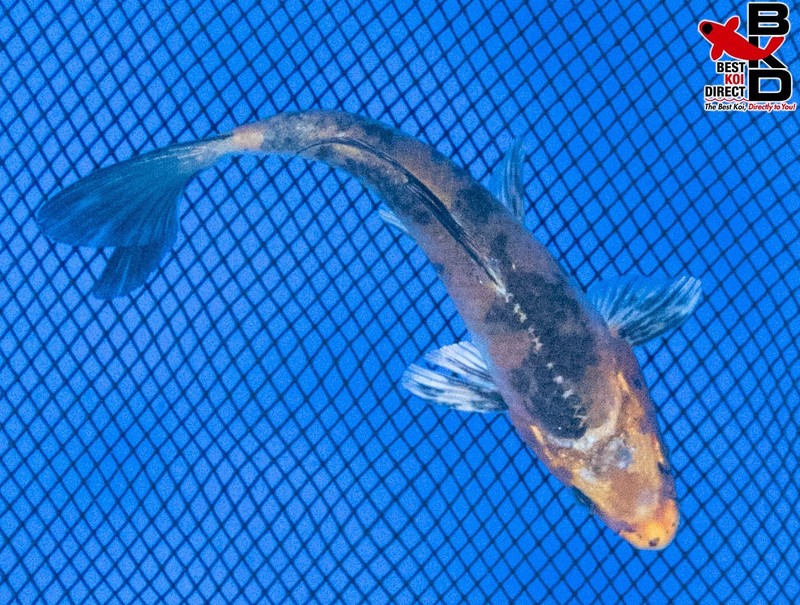 5" KI UTSURI Live Koi Fish Garden Pond BKD 5/26
