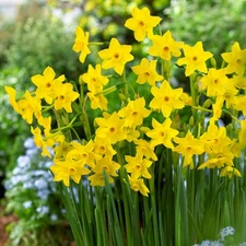 Easy to Grow Narcissus Daffodil Baby Boomer 10 Plant Bulbs, Spring Zones 4-8