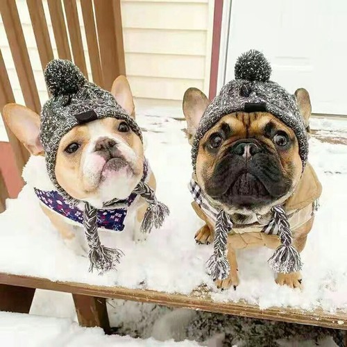 Pet Dog Hats Chihuahua Outdoor with Ear Holes Accessories Soft Winter Windproof - Picture 8 of 12