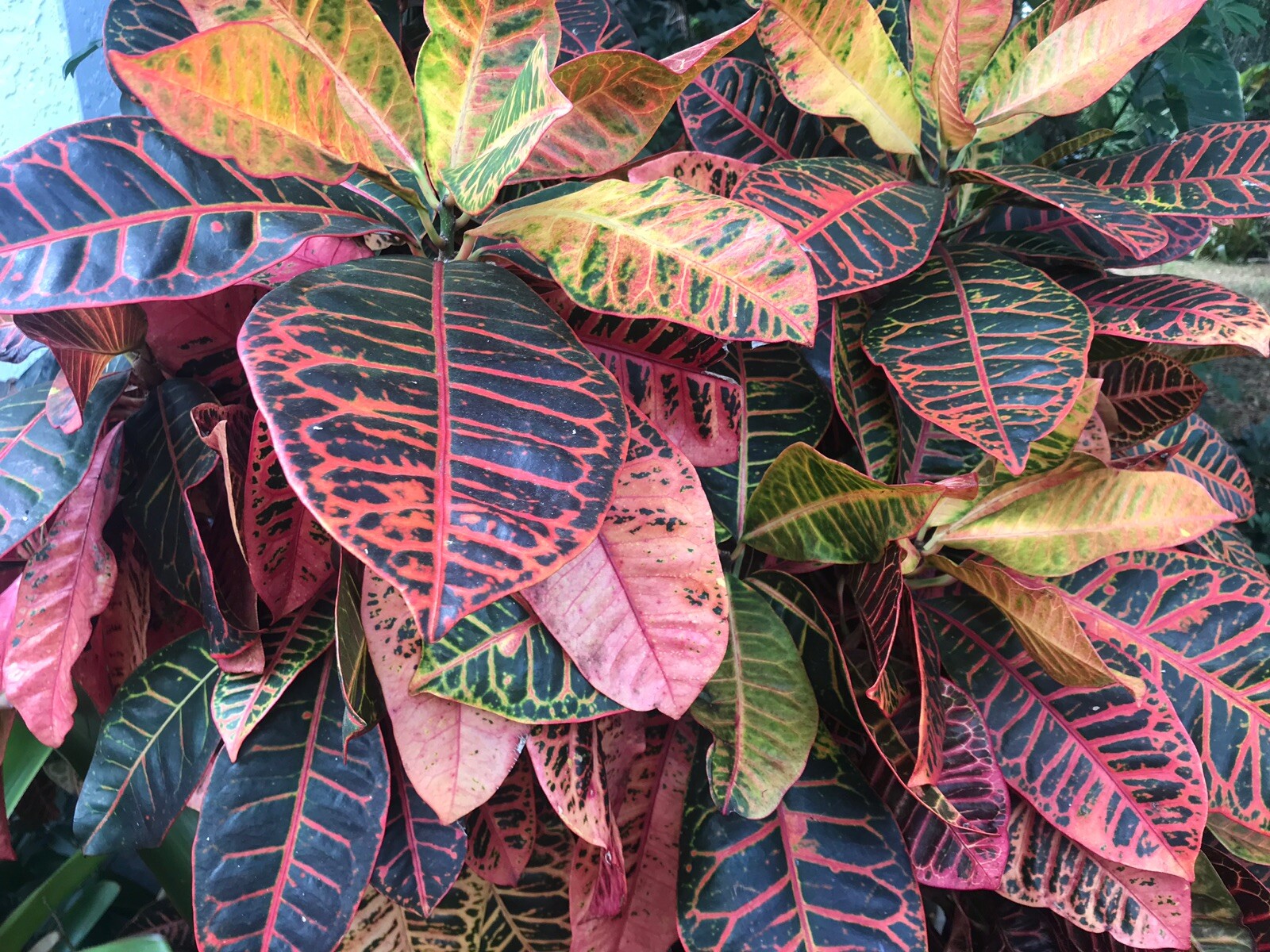 Croton Mammy &Petra Plants 5 Cuttings, Soil or Water Easy 2 Varieties