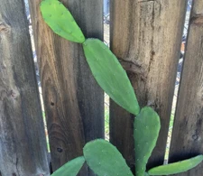 Opuntia ficus Edible Prickly Pear 5 Pads For $9.50