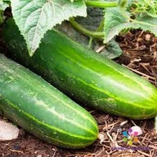 25+ Ashley Cucumber Seeds for Garden Planting - USA - FREE SHIPPING!