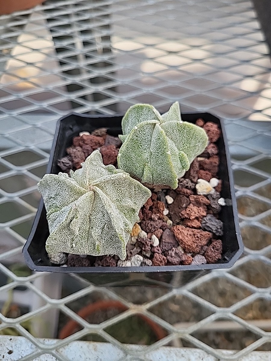 Astrophytum Myriostigma Fukuryu Asterias Hybrid Seedlings Set | eBay