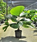 Licuala grandis, Vanuatu Fan Palm, Ruffled Palas Palm See ds