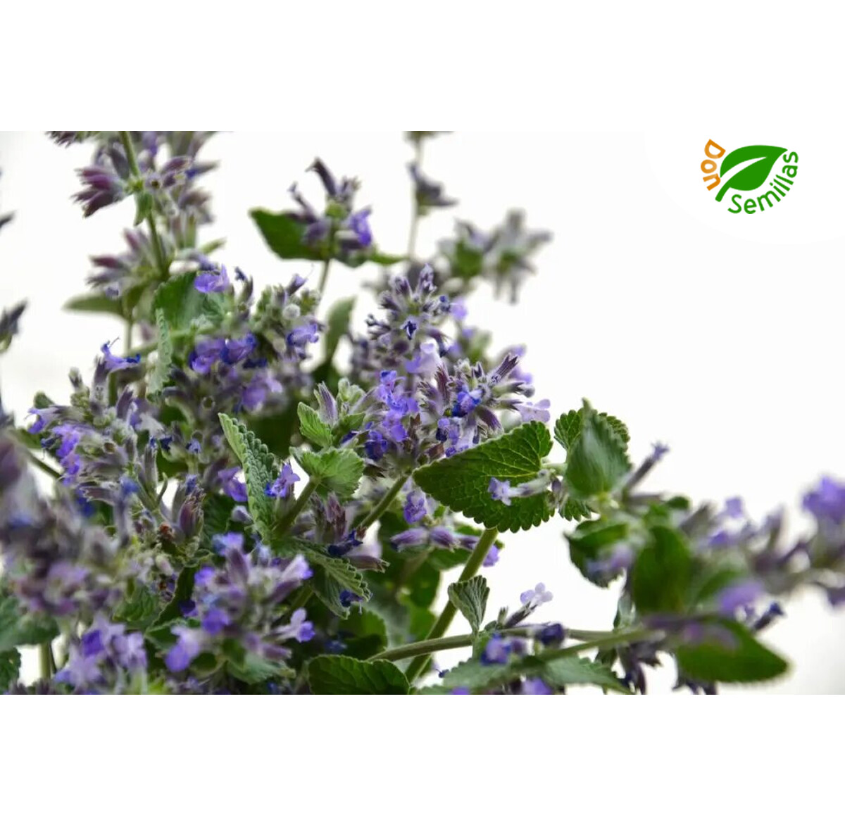 Nepeta cataria - Hierba gatera - 300 semillas - Seeds - menta de gato