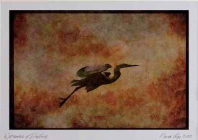 043013 Gemeiner Reiher Aquarell Bild Limitierte Auflage A3