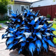 220 Hosta Seeds Blue Perennial for Planting,Hosta Seeds Blue and Black....