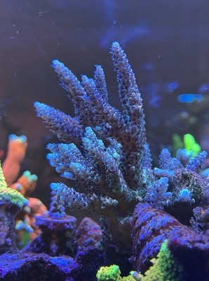 Acropora - Pinky the Bear - 1.5 inch cut to order - SPS LPS Coral Reef Saltwater