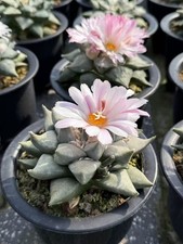 8-9CM SucculentCactus Plant Ariocarpus Retusus Scheidw Cactaceae seedgrowth