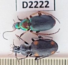 D2222. Insects, Carabidae sp. Vietnam, Lai Chau